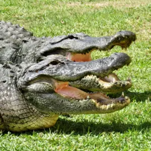 Crocodile #5