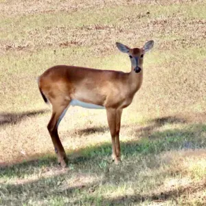 Deer #2
