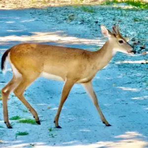 Deer #3