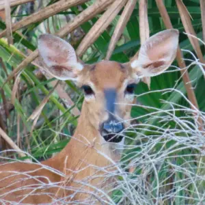 Deer #4