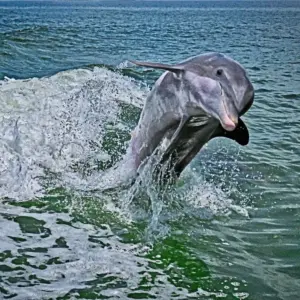 Dolphin #1