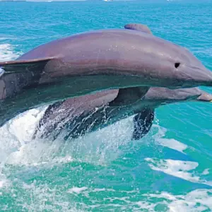 Dolphin #4