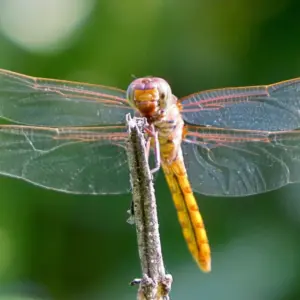 Dragonfly #1