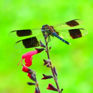 Dragonfly #2