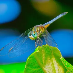 Dragonfly #3