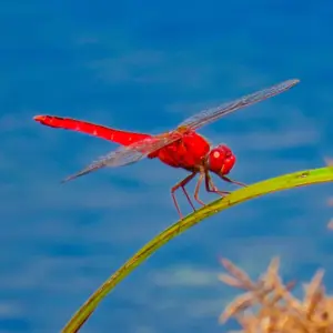 Dragonfly #5