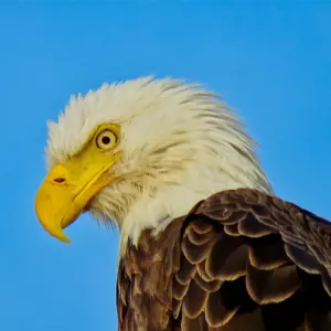 Eagle #2