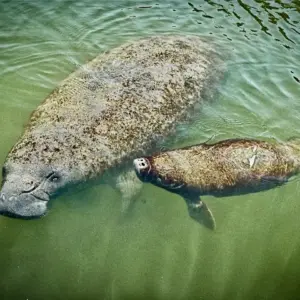 Sea cow #1