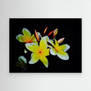 Frangipani