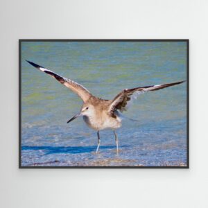 Ready for takeoff Willet Shorebird