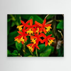 Fire Star Orchid