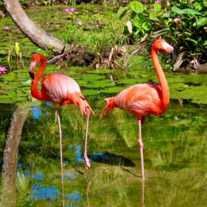 Flamingos