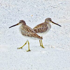 Short-billed Dowitchers-Back to Back at the Beach