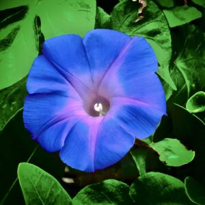 Morning Glory-Blue and Blush