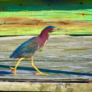 Little Green Heron-Colorful Passage