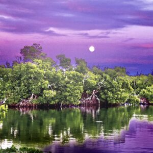 Harbor Reflections in Violet Light