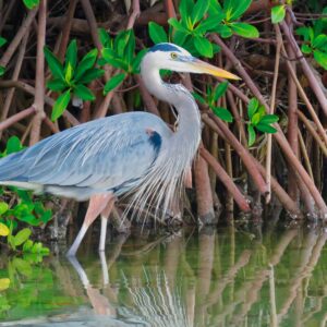 Great Blue Heron-in Mangrove Majesty