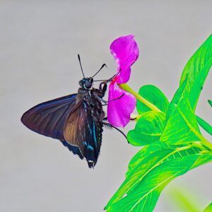 Mangrove Skipper Butterfly-Nectar Pause