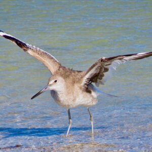 Willet-Edge of the Tide
