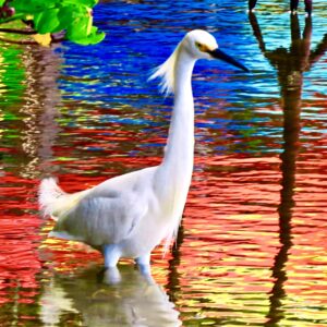 Snowy Egret-In Kayak Reflections