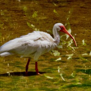 White Ibis-In Quiet Waters