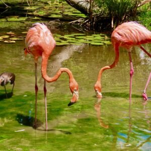 Flamingos and Ibis-Lake Harmony