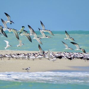 Black Skimmers - Wings over Sand