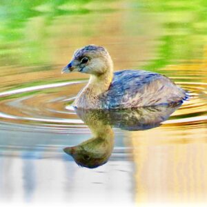 Pied-billed Grebe-Reflections of Green and Gold