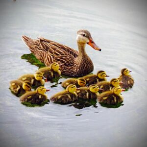 Florida Mallard Duck and Ducklings, Momma with Ducklings  Eleven
