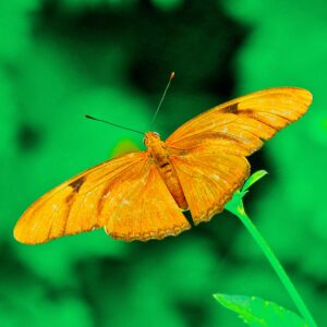 Julia Butterfly-In Full Spread