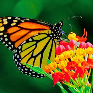 Monarch Butterfly-Monarch and Milkweed Harmony