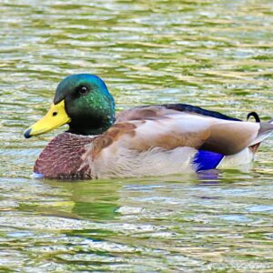 Mallard Drake-Brilliance on the Lake