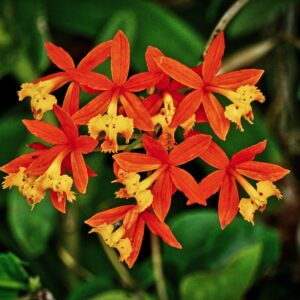 Fire-Star Orchid-Flame-Kissed