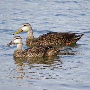 Florida Mallards Together
