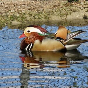 Mandarin Duck-Nature's Masterpiece