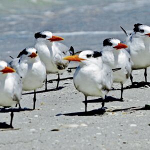 Royal Tern Colony-Coastal Gathering