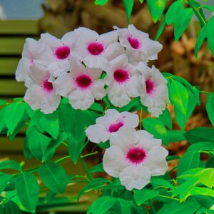 Bower of Beauty-Tropical Cascade