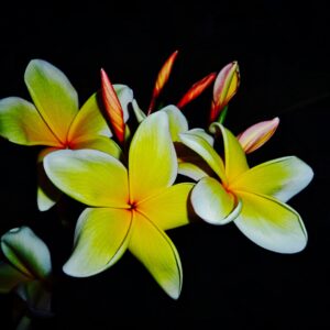 Plumeria-Sunlit Plumeria Blossoms