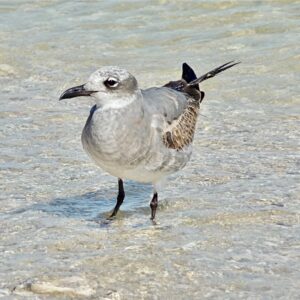 Laughing Gull-Gulf Coast Comedian