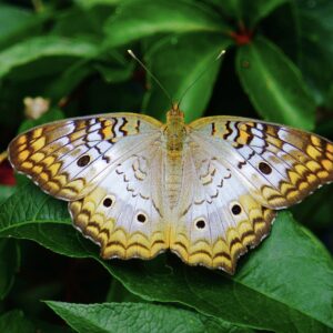 White Peacock Butterfly-Wings of the White Peacock