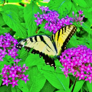 Eastern Tiger Swallowtail-Resting on Pink Pentas